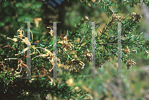 Picture of Grevillea juniperiana 'Sulphurea'