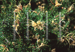 Picture of Grevillea juniperiana 'Sulphurea'