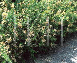 Picture of Grevillea juniperiana 'Sulphurea'