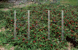 Picture of Grevillea x 'Austraflora Fanfare'