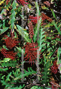 Picture of Grevillea x 'Austraflora Fanfare'