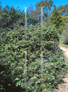 Picture of Grevillea willisii 