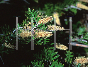 Picture of Grevillea willisii 