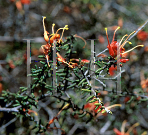 Picture of Grevillea rogersii 