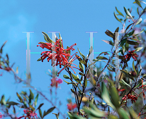 Picture of Grevillea parvula 