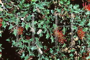 Picture of Grevillea aquifolium 