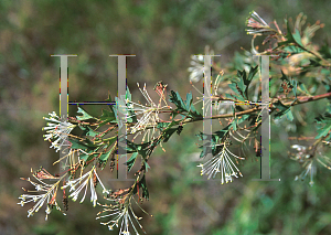 Picture of Grevillea glabrata 