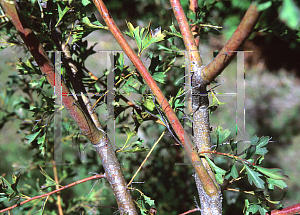 Picture of Grevillea glabrata 