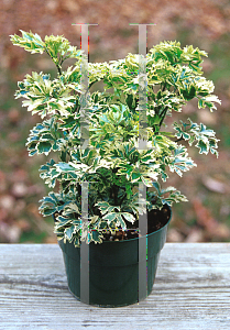 Picture of Polyscias fruticosa 'Variegata'