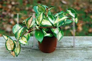 Picture of Hoya carnosa 'Variegata'