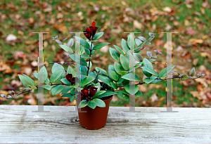 Picture of Aeschynanthus lobbianus 