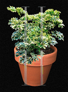 Picture of Polyscias fruticosa 'Variegata'