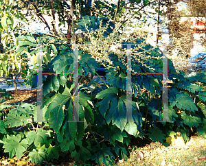 Picture of Tetrapanax quinquefolia 