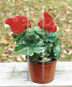 Picture of Begonia x hiemalis 