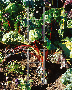 Picture of Beta vulgaris var. flavescens 'Bright Lights'