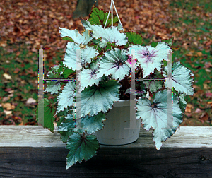 Picture of Begonia rex cultorum hybrids 