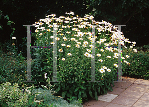 Picture of Leucanthemum x superbum 'Becky'