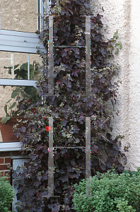 Picture of Vitis vinifera 'Purpurea'