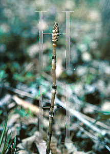 Picture of Equisetum hyemale 