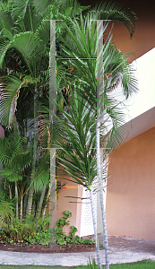 Picture of Dracaena marginata 