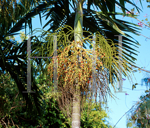 Picture of Ptychosperma macarthurii 