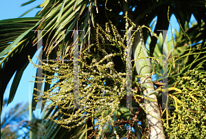 Picture of Ptychosperma macarthurii 