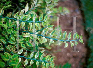 Picture of Pedilanthus tithymaloides ssp. smallii 