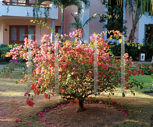 Picture of Bougainvillea spp. 