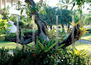 Picture of Aechmea ssp. 