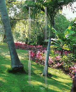 Picture of Cordyline terminalis 