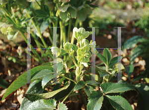 Picture of Helleborus argutifolius 