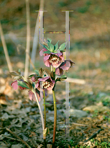 Picture of Helleborus x 'Royal Heritage'