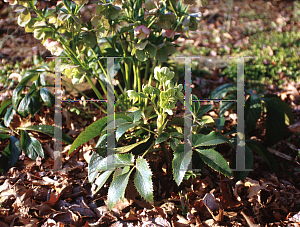 Picture of Helleborus argutifolius 