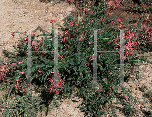 Picture of Grevillea lanigera 'Coastal Gem'