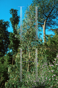 Picture of Eucalyptus archeri 