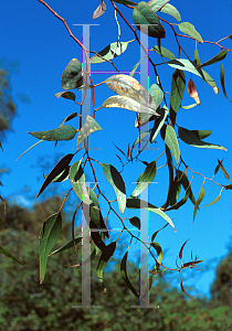 Picture of Eucalyptus stowardii 