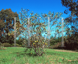 Picture of Eucalyptus preissiana 