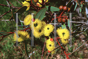 Picture of Eucalyptus preissiana 