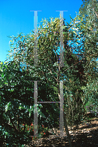 Picture of Eucalyptus torquata 