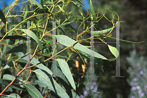 Picture of Eucalyptus torquata 