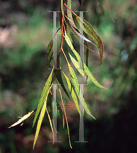 Picture of Eucalyptus leucoxylon 