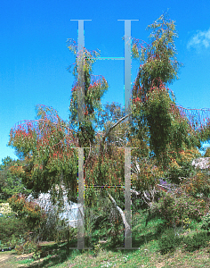 Picture of Eucalyptus leucoxylon 