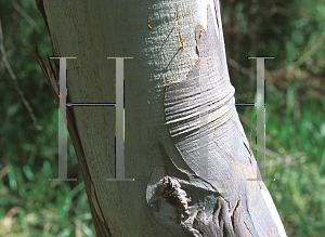 Picture of Eucalyptus leucoxylon 