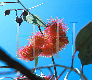 Picture of Eucalyptus caesia ssp. magna 