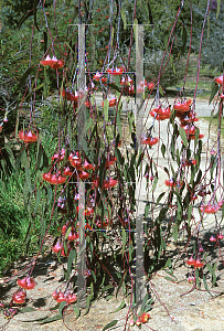 Picture of Eucalyptus caesia ssp. magna 