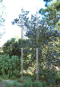 Picture of Ceanothus x 'Gentian Plume'