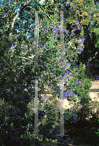 Picture of Ceanothus x 'Gentian Plume'