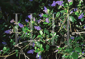 Picture of Ceanothus x 'Gentian Plume'