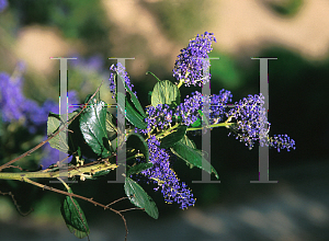 Picture of Ceanothus x 'Gentian Plume'