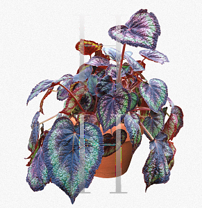 Picture of Begonia rex cultorum hybrids 